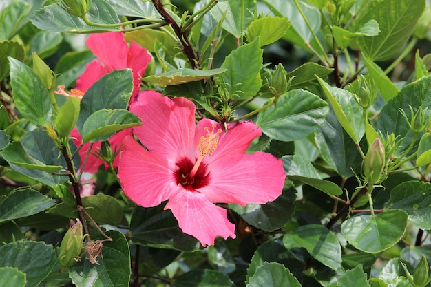 Close-up of pink hibiscus blooming outdoors