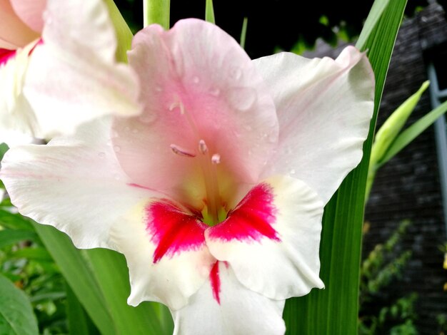 Close-up of pink hibiscus blooming outdoors