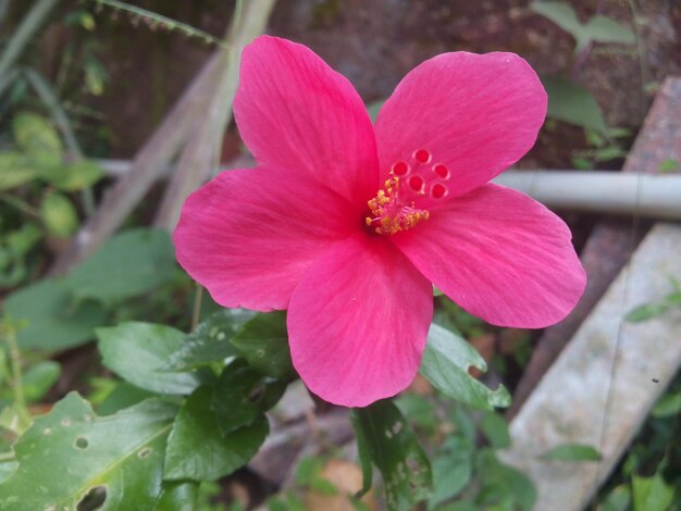 Close-up of pink hibiscus blooming outdoors