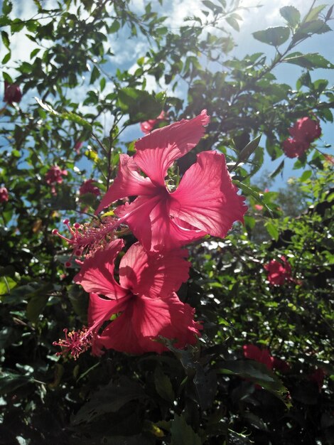 Close-up of pink hibiscus blooming on tree