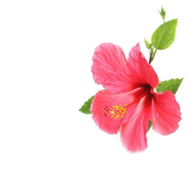 白い背景のピンクのヒビスカスの花のクローズアップ