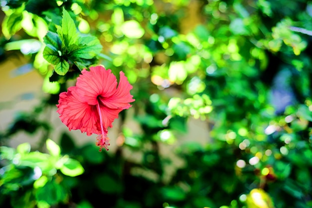 Photo close-up of pink hibiscus flower