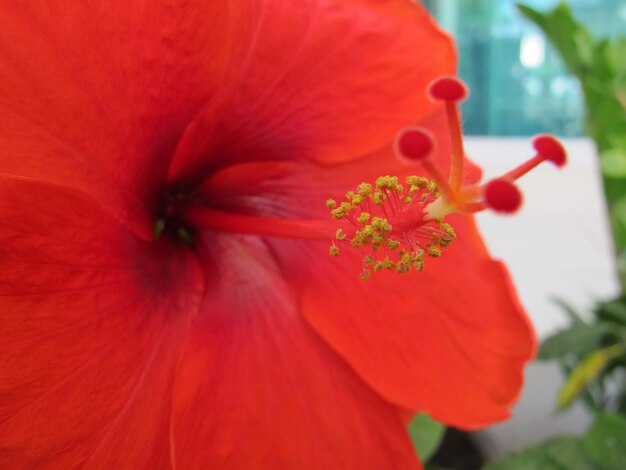 Close-up of pink hibiscus flower