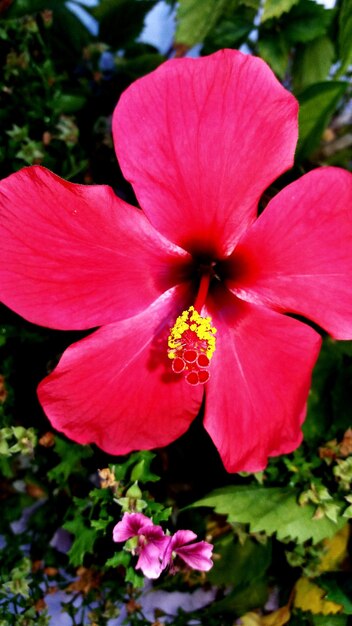 Close-up of pink hibiscus flower