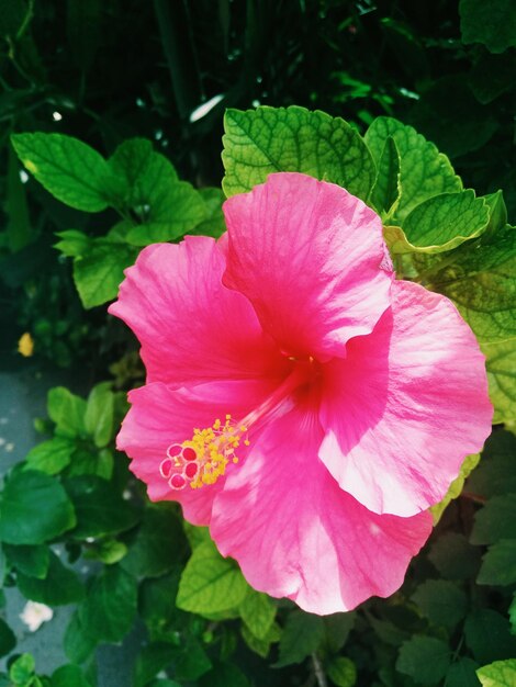 Close-up of pink hibiscus flower