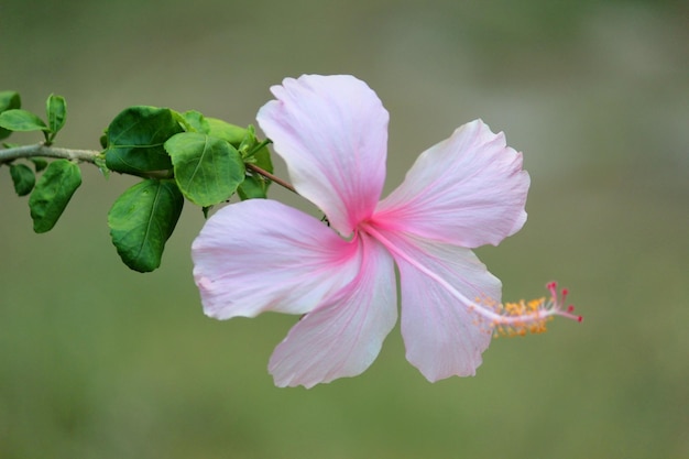 Foto prossimo piano del fiore d'ibisco rosa