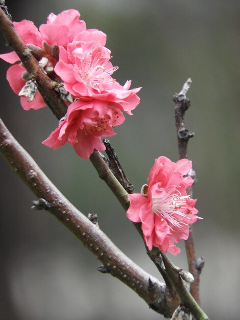 Foto prossimo piano di fiori d'ibisco rosa che fioriscono all'aperto