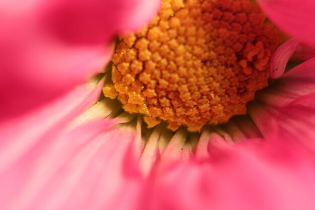 Close-up of pink hibiscus