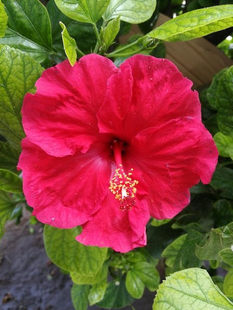 Close-up of pink hibiscus