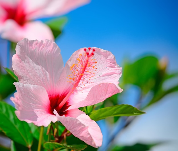 Close up of a pink hibiscus