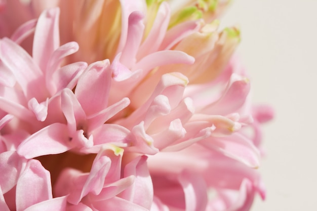 Close up of Pink Hyacinth flower on green background