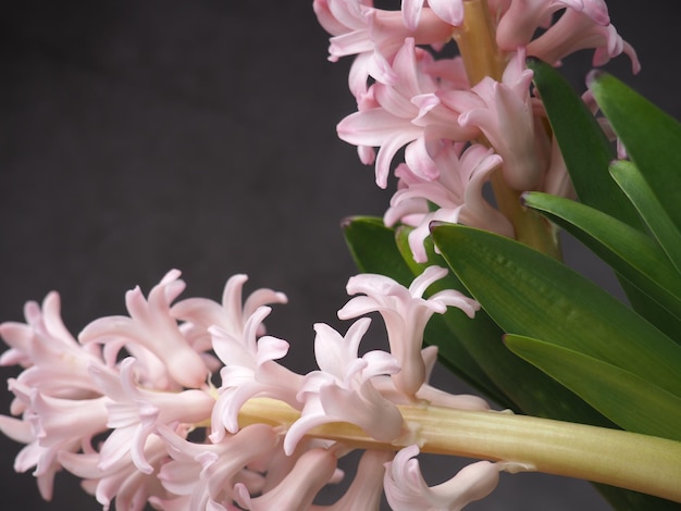 A close up of a pink hyacinth flower