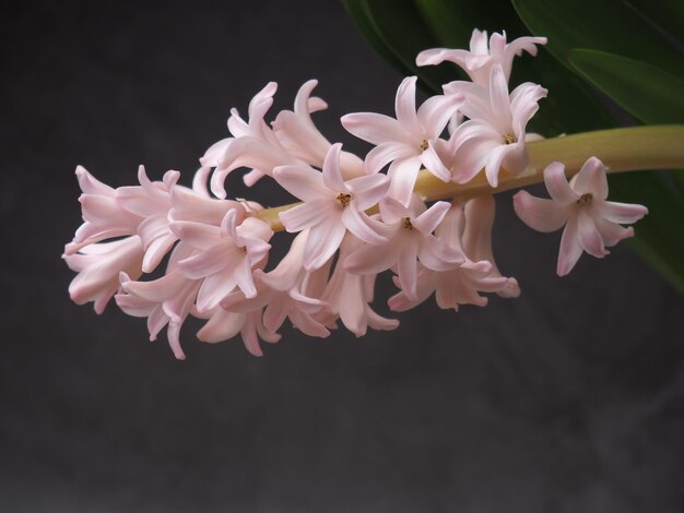 A close up of a pink hyacinth flower