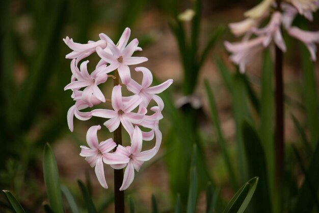 Foto prossimo piano dei fiori di giacinto rosa