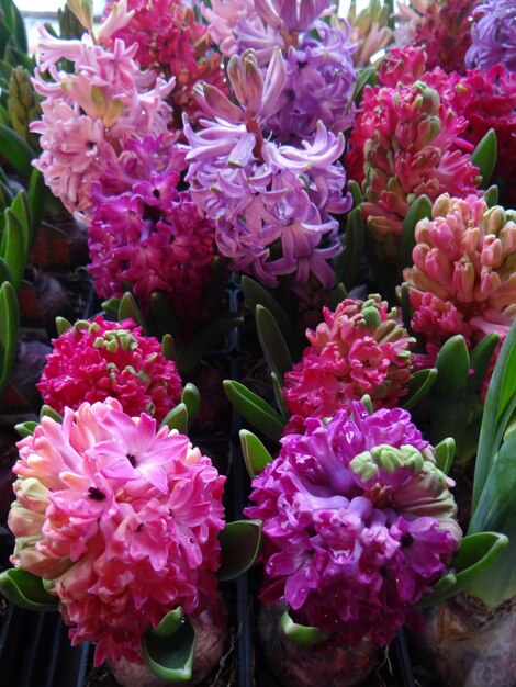 Close-up of pink hyacinth