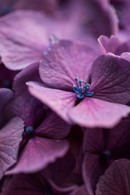 Photo close-up of pink hydrangea flower
