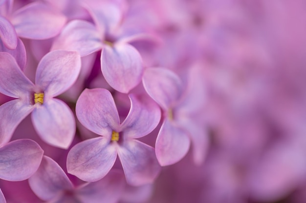 ピンクのアジサイの花のクローズ アップ