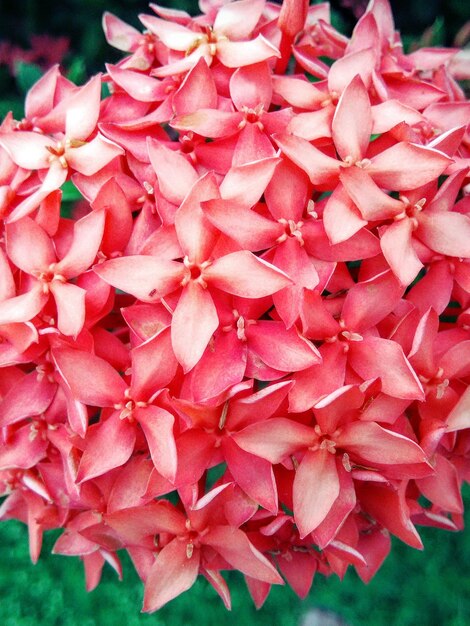 Close-up of pink hydrangea flowers blooming outdoors