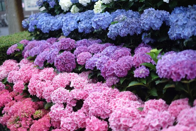 Foto prossimo piano dei fiori d'ortensia rosa