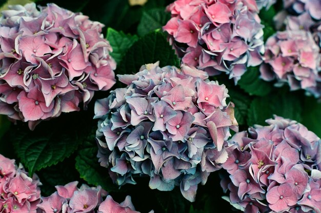 Prossimo piano dei fiori d'ortensia rosa