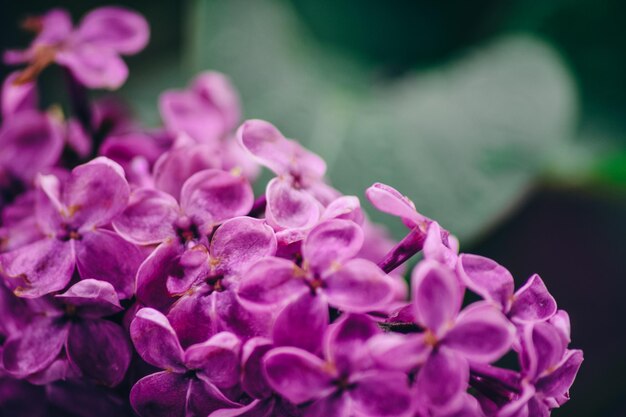 Close-up of pink hydrangea flowers