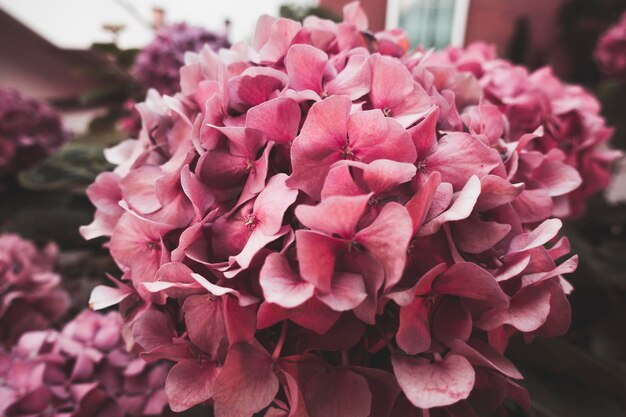 Foto prossimo piano dei fiori d'ortensia rosa