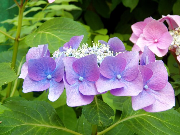 Close-up of pink hydrangea flowers