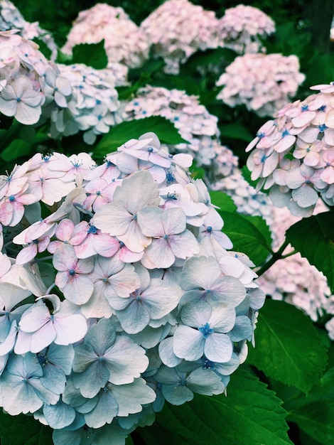 Foto prossimo piano dei fiori d'ortensia rosa