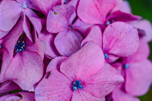 Foto prossimo piano dei fiori d'ortensia rosa