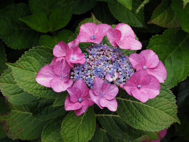 Foto prossimo piano dell'ortensia rosa sulla pianta