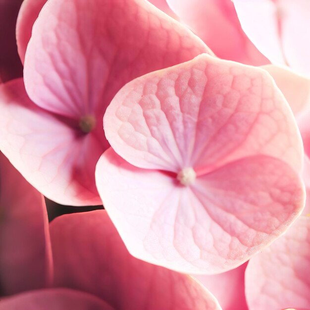 Close up of pink hydrangea