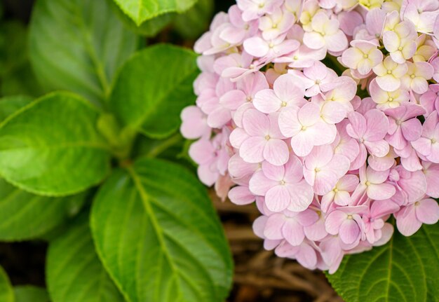 ピンクのアジサイの花のクローズアップ