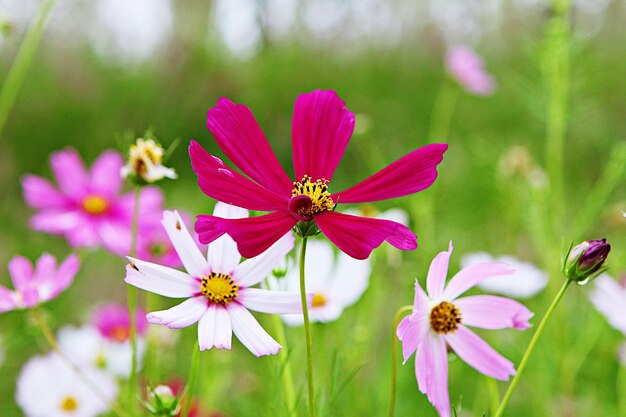 Close-up of pink insect on purple flowering plant