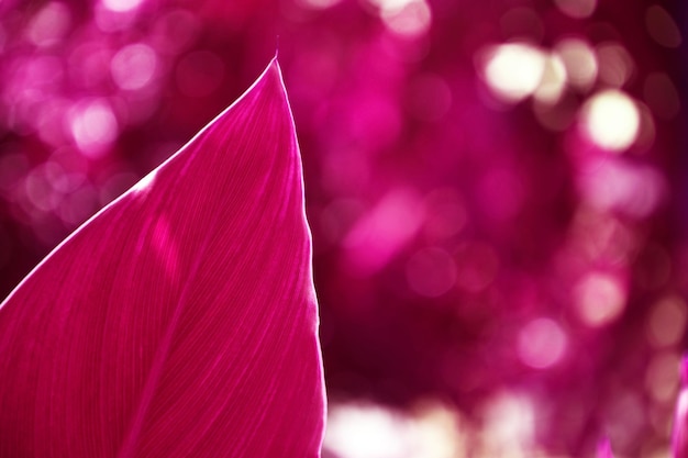 Close-up of pink leave backround