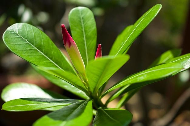 Photo close-up of pink leaves on plant