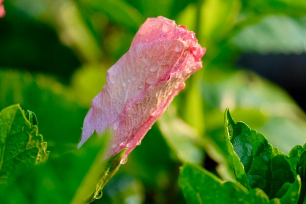 Foto prossimo piano delle foglie rosa sulla pianta