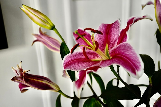 Photo close-up of pink lilies