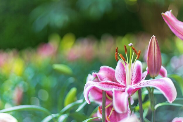 Close-up of pink lily blooming outdoors