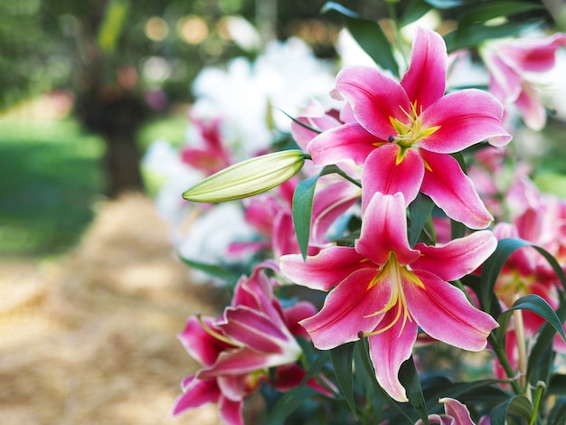 農場でピンクのユリの花を閉じます。