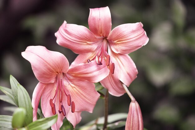 Foto close-up di fiori di giglio rosa