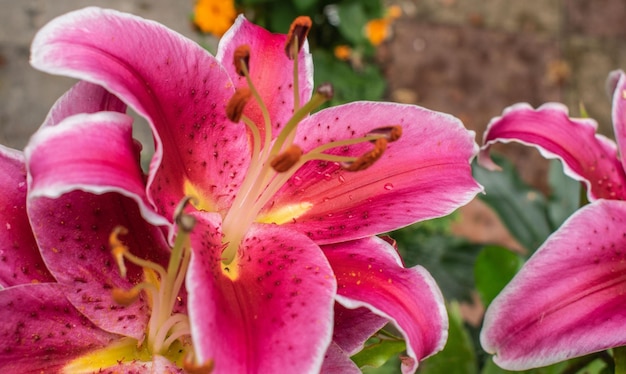 Close-up of pink lily flowers