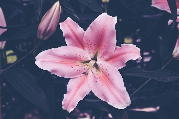 close-up of pink lily flowers