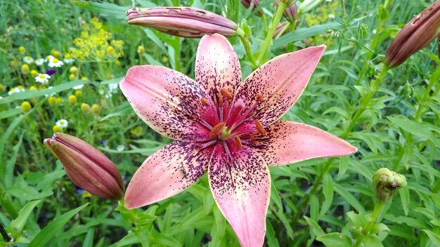 Close-up of pink lily on plant