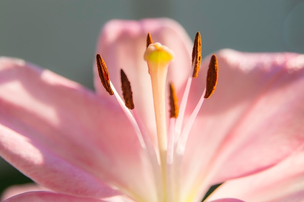 Foto close-up di un giglio rosa in una giornata di sole