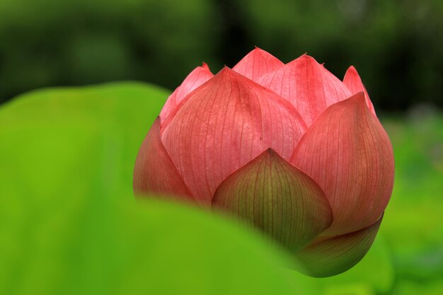 Photo close-up of pink lily