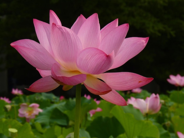 Photo close-up of pink lily