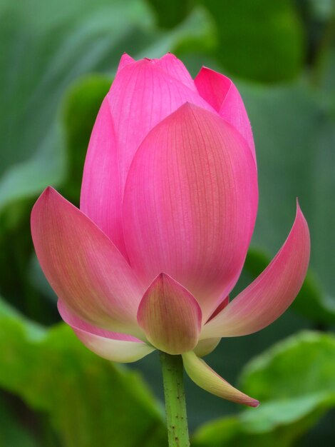 Photo close-up of pink lily