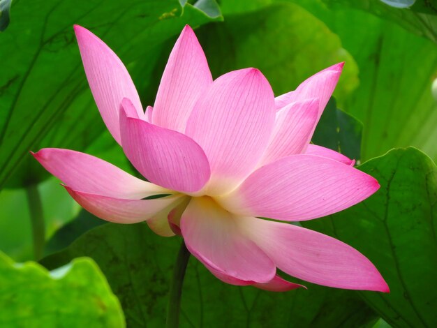 Photo close-up of pink lily