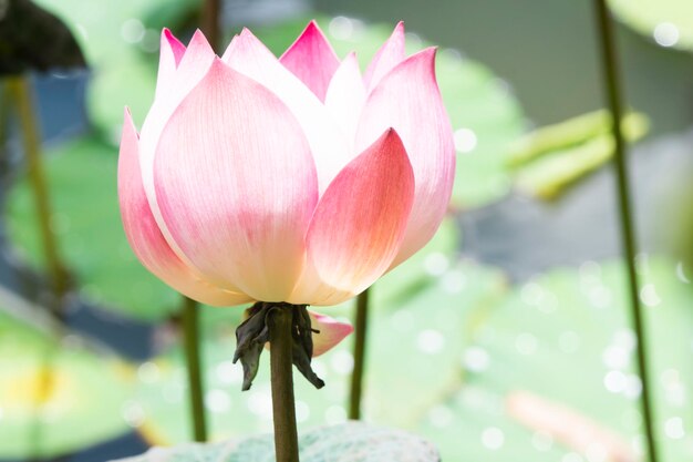 Close-up of pink lily