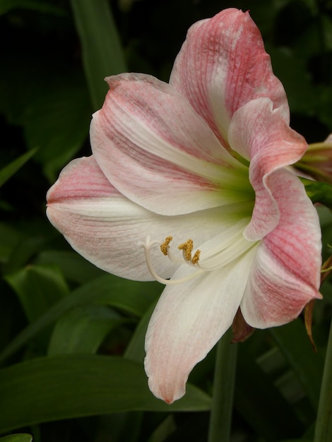 Foto prossimo piano del giglio rosa